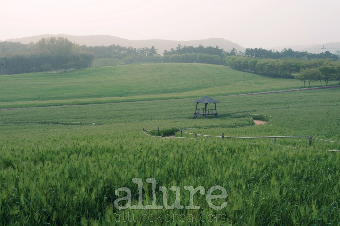 전북 고창의 청보리밭에 부드러운 안개가 내려앉았다. 눈에 닿는 모든 곳이 초록이다.
