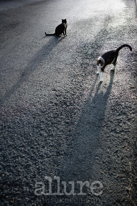 사진작가 이규열이 스위스에서 만난 길고양이들.
