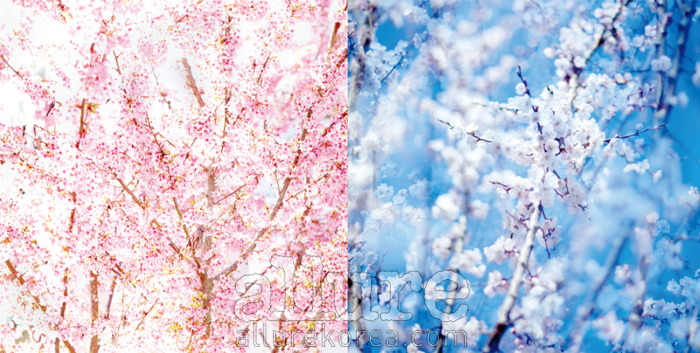 2011년 4월의 벚꽃, 안웅철