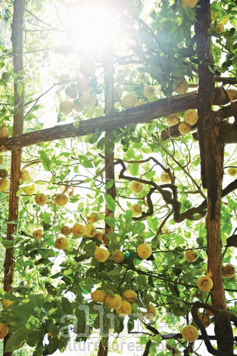 레몬 나무가 선사하는 상큼한 여름 풍경.