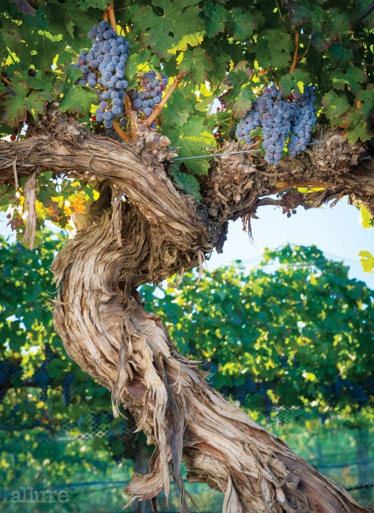 Uplands Vineyard old cabernet sauvignon vine and ripe clusters