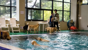 실내 강아지 수영장 (사진출처: 골드펫리조트 홈페이지)